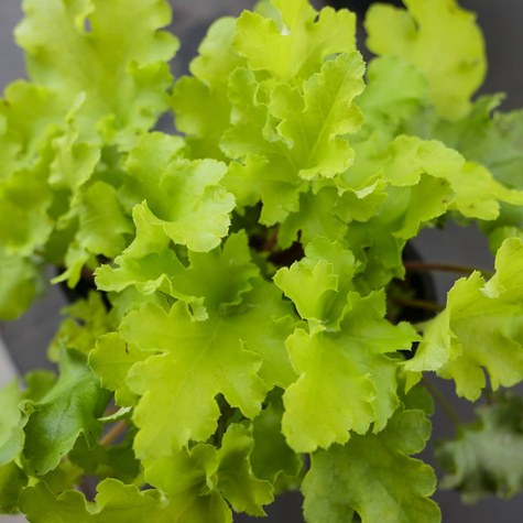 Żurawka ogrodowa Lime Marmalade (C2)