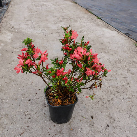 Azalia japońska Rex