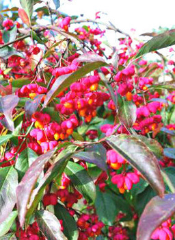 Trzmielina pospolita Red Cascade (C2)