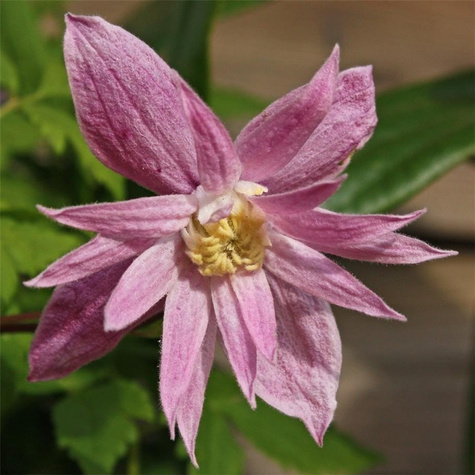 Powojnik Clematis botaniczny Markham's Pink