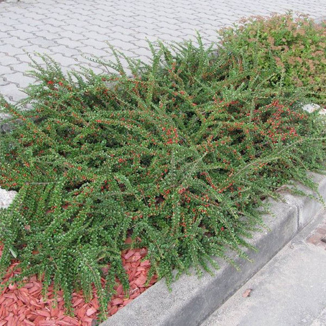 Irga pozioma Variegatus (P9)