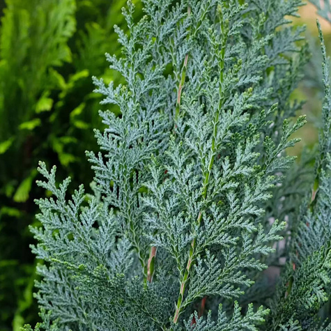 Cyprysik lawsona Columnaris