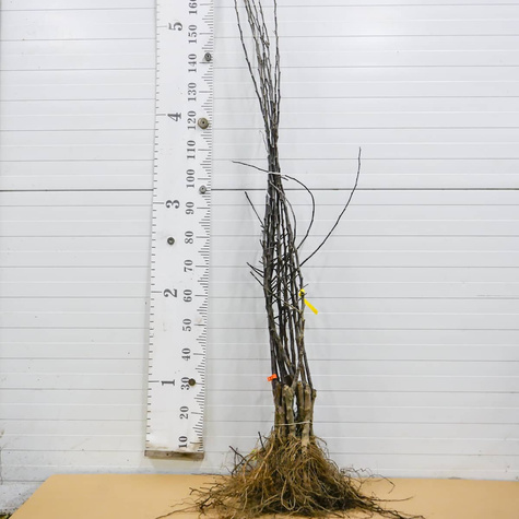 Jabłoń Kings Root Plant Pack