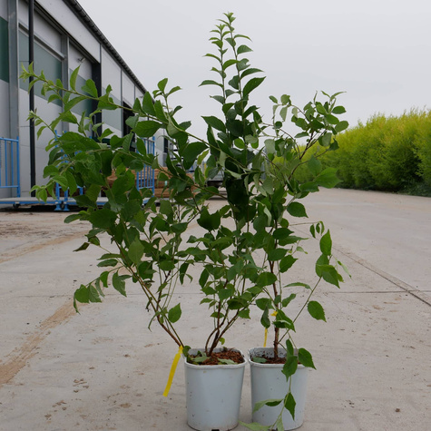 Wiśnia kosmata Biały Ninja (C2)