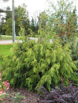 Żywotnik olbrzymi 'Aldrich Mountain'