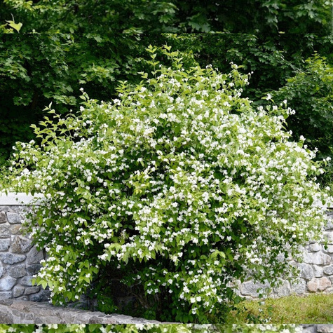Jaśminowiec panieński Albatre (C2)