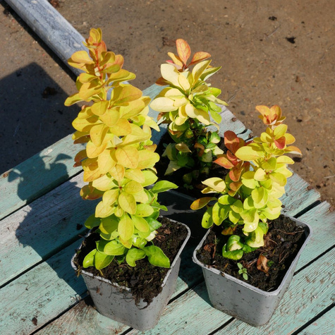 Berberys thunberga Sunbeam (P9)