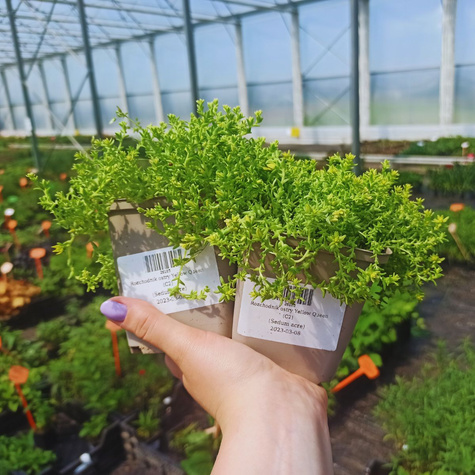 Rozchodnik ostry Yellow Queen (C2)