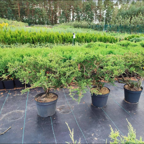 Jałowiec sabiński 'Rockery Gem' (C2)