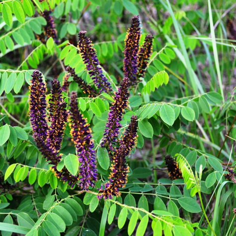 Amfora Amorfa zwyczajna Indygowiec (C2)