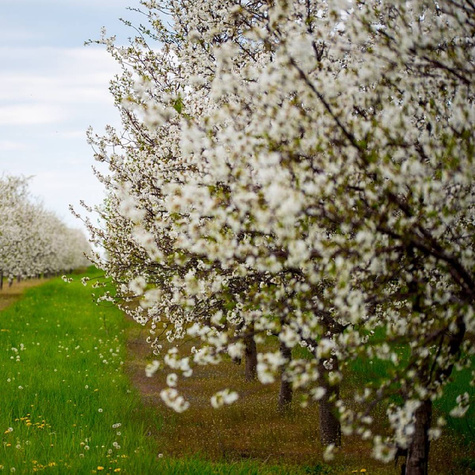 Czereśnia Narana w doniczce (C2)