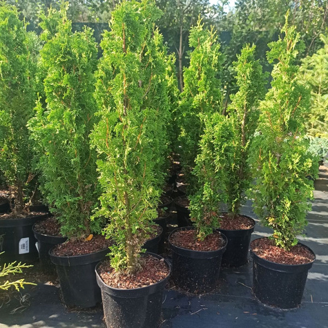 Thuja Tuja Żywotnik zachodni Degroot-s Spire (C2)