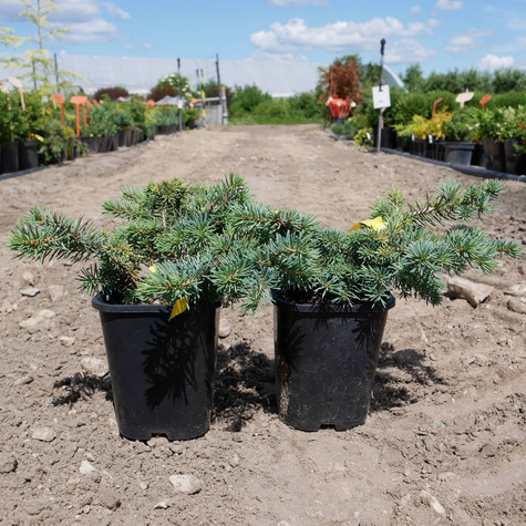 Świerk kłujący 'Sonia"