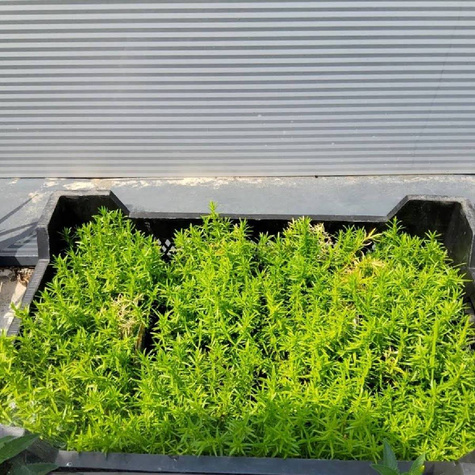 Płomyk szydlasty Floks White Delight (P9)