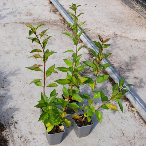 Forsycja pośrednia 'Tharandt' (P9)