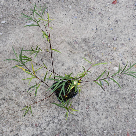 Wierzba siwa Angustifolia (C2)