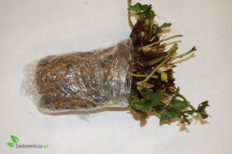 Zestaw Truskawka Biała Ananasowa FRIGO 10szt.