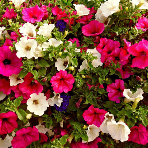 Petunia ogrodowa Kantata amarantowo-fioletowa mieszaniec 0,1g