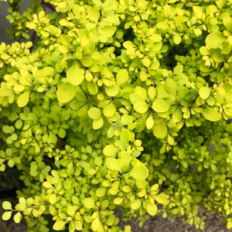 Berberys Thunberga Aurea (C2)