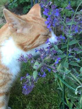 Kocimiętka wielkokwiatowa Pool Bank (P9)