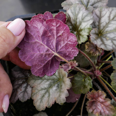 Żurawka ogrodowa Cinnabar Silver (C2)