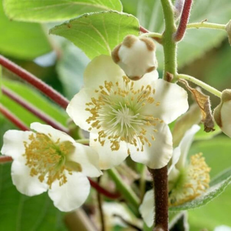MINI KIWI Aktinidia ostrolistna Weiki męska