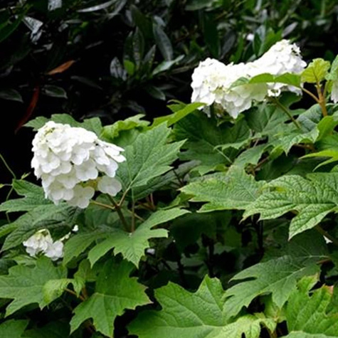 Hortensja dębolistna Ice Crystal (P9)