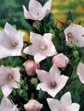 Rozwar wielkokwiatowy różowy SADZONKA