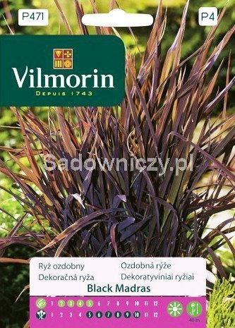 Ryż ozdobny Black Madras 1g