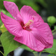 Hibiskus bagienny Luna Rose (C2)