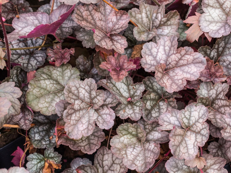 Żurawka ogrodowa Regina (C2)