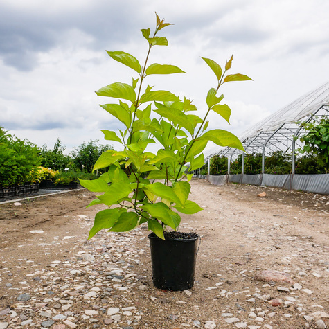 Dereń biały Aurea (C2)