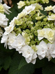 Hortensja ogrodowa Dancing Snow (C2)