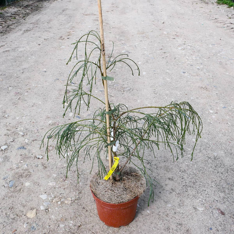 Cyprysik Lawsona 'Drooping Solo'