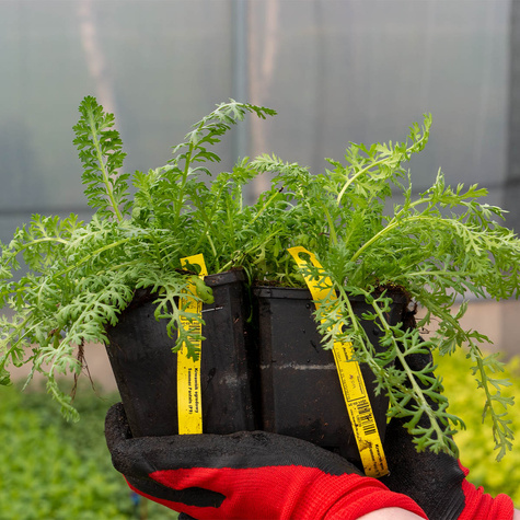 Krwawnik ogrodowy Summer Pastels