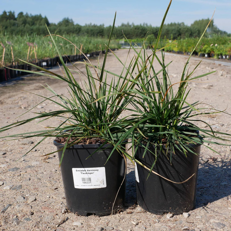 Śmiałek darniowy Tauträger