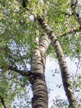 Brzoza brodawkowata Laciniata (C2)