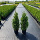 Thuja Tuja Żywotnik zachodni Holmstrup (C2)