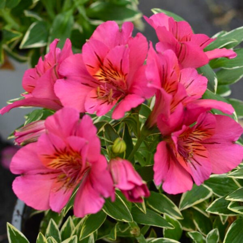 Alstremeria ogrodowa River Valley