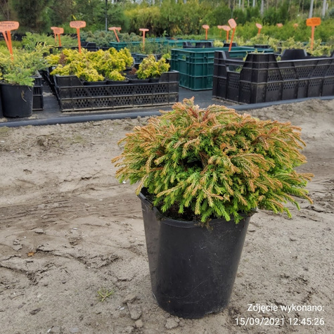 Thuja Tuja Żywotnik zachodni Golden Tuffet (C2)