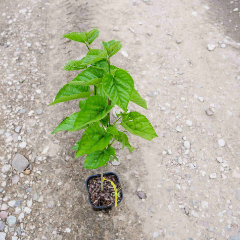 Morwa czerwona w doniczce dla diabetyków soki przetwory