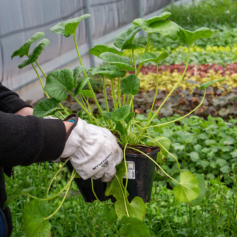 Malwa różowa Chaters Yellow (P9)