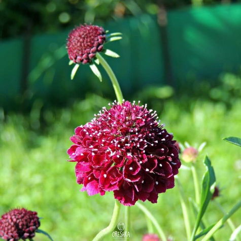 Driakiew gołębia Barroca (C2)