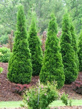 Thuja Tuja Żywotnik zachodni Smaragd 50-70cm Zielona zimą