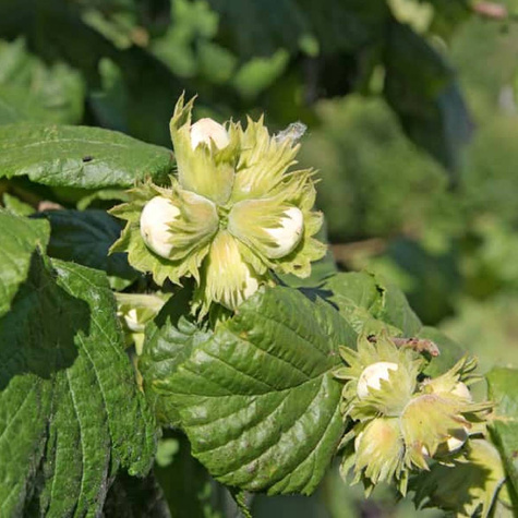 Orzech laskowy Joanna Plant Pack