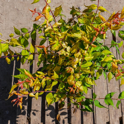 Kolkwicja chińska Maradco (C2)