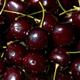 Czereśnia Sam Plant Pack