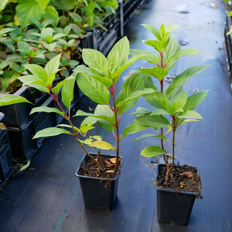 Hortensja bukietowa Bee Happy (P9)