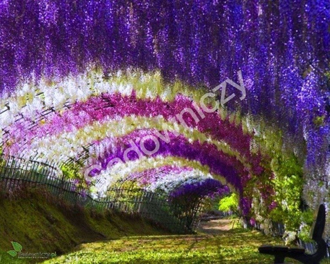 Glicynia chińska Wisteria Violacea