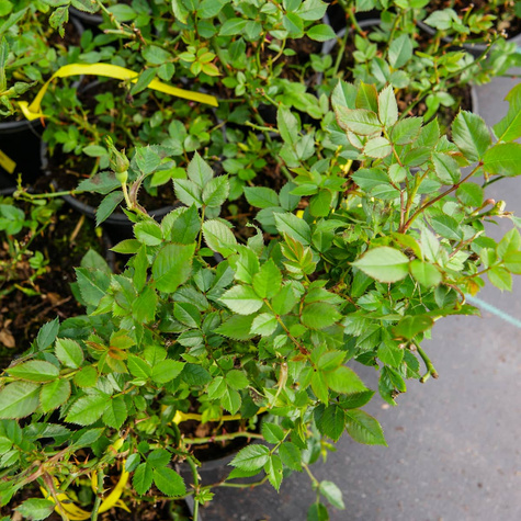 Róża okrywowa The Fairy Red czerwona (C2)